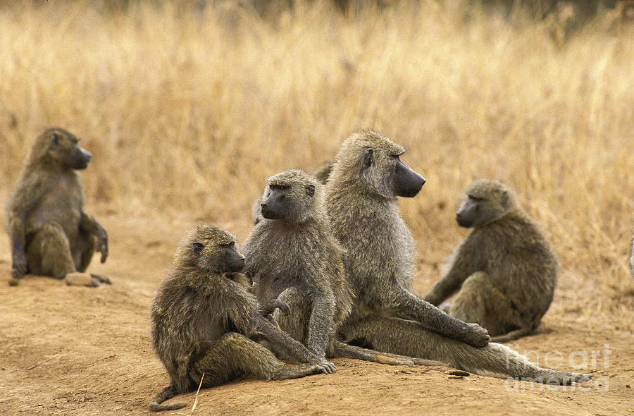 Olive Baboon Papio Anubis Photograph by Gerard Lacz