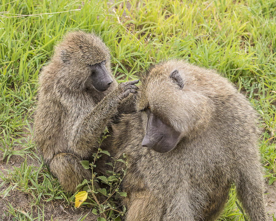 Olive Baboons Grooming Each Other Photograph By Morris Finkelstein 
