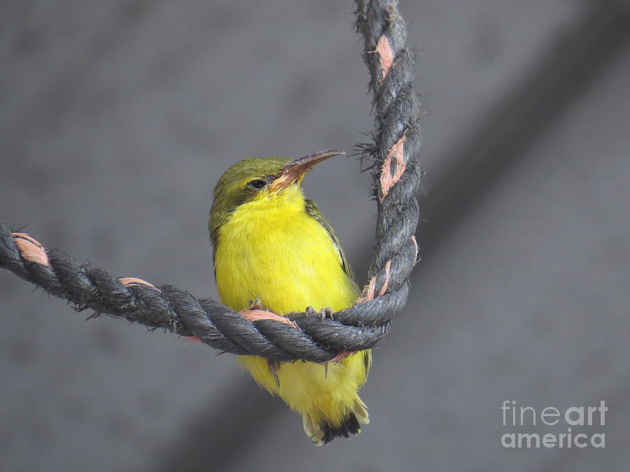 Olive Backed Sunbird Fledgling Photograph by Evie Hanlon