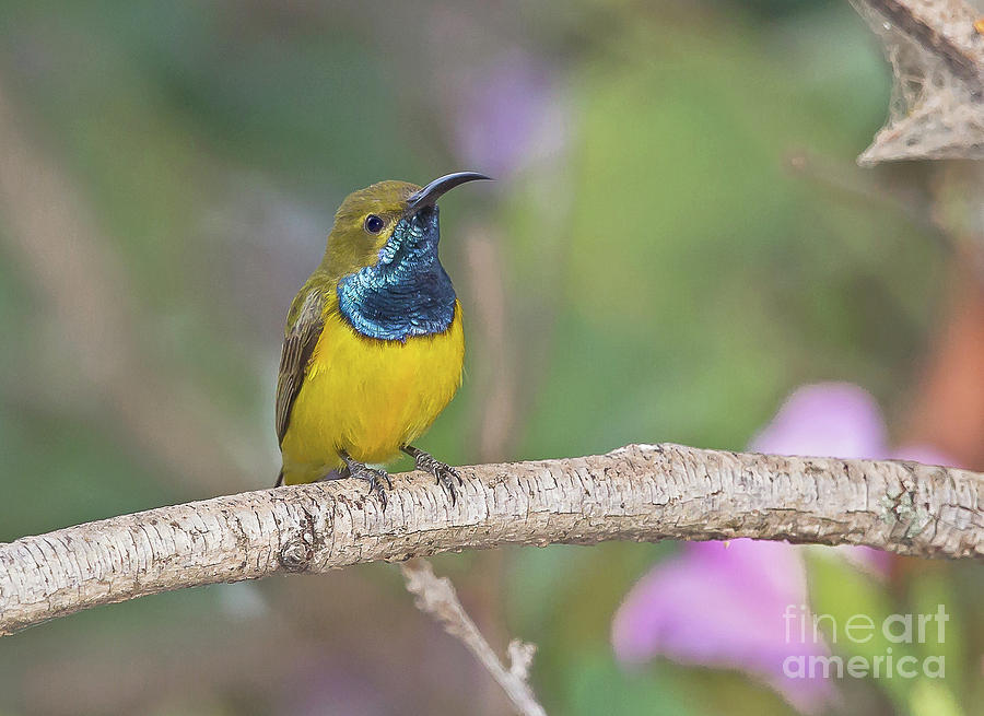 Olive-backed Sunbird Photograph by Jean-Luc Baron