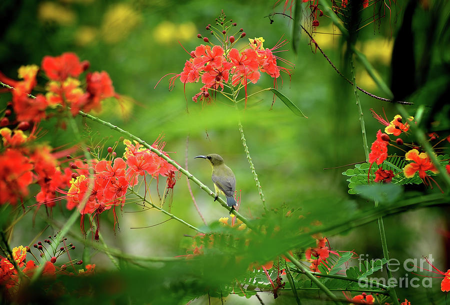 Olive-backed Sunbird Photograph by Michelle Meenawong