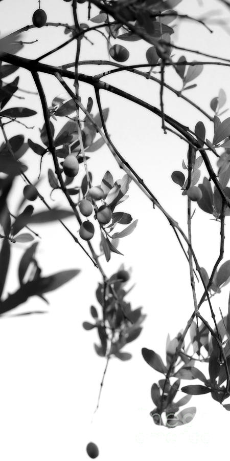 Olive Branch 4 Black and White 2 Photograph by Angela Rath