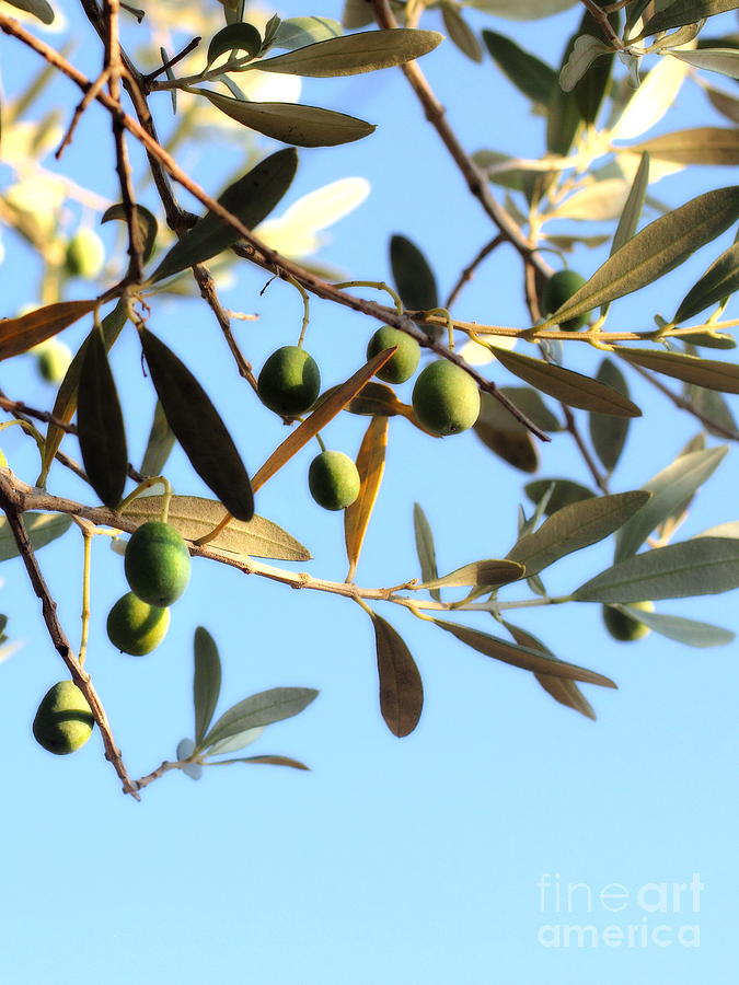 Olives on the Tree Photograph by Angela Rath