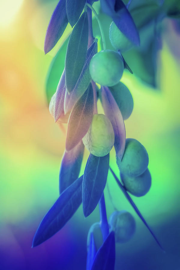 Primary Colors Digital Art - Olive Branch in Color by Terry Davis