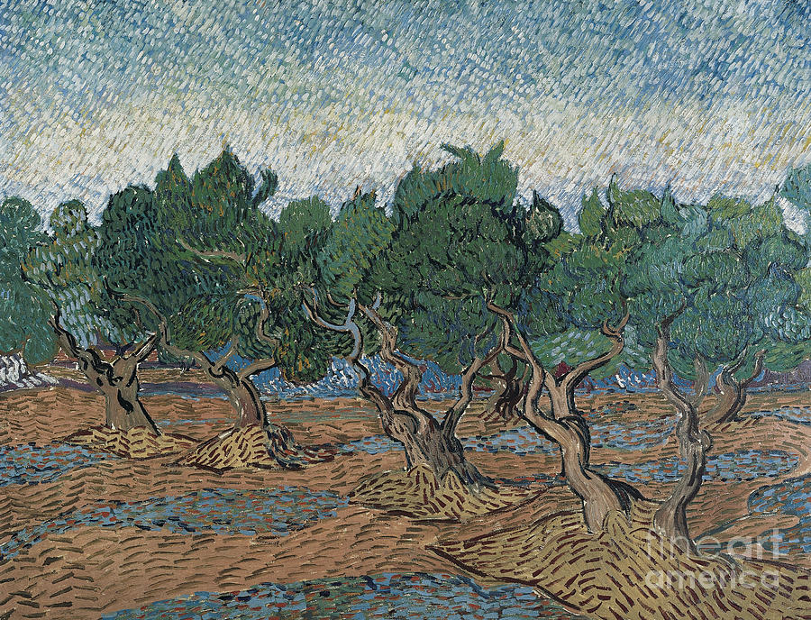 Olive Grove, 1889 Painting by Vincent Van Gogh