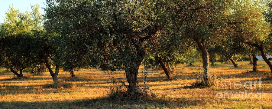 Olive Grove 3 Photograph by Angela Rath