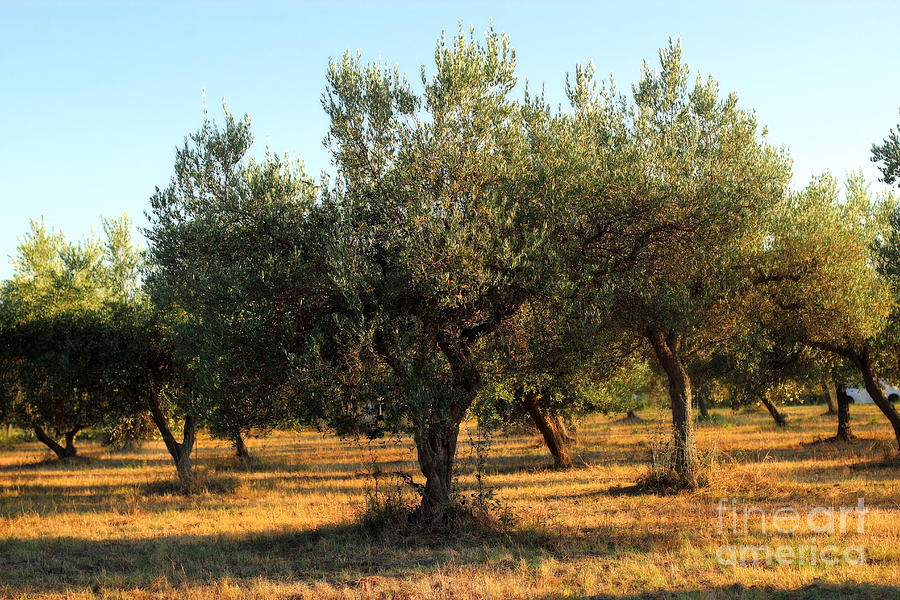 Olive Grove Photograph by Angela Rath