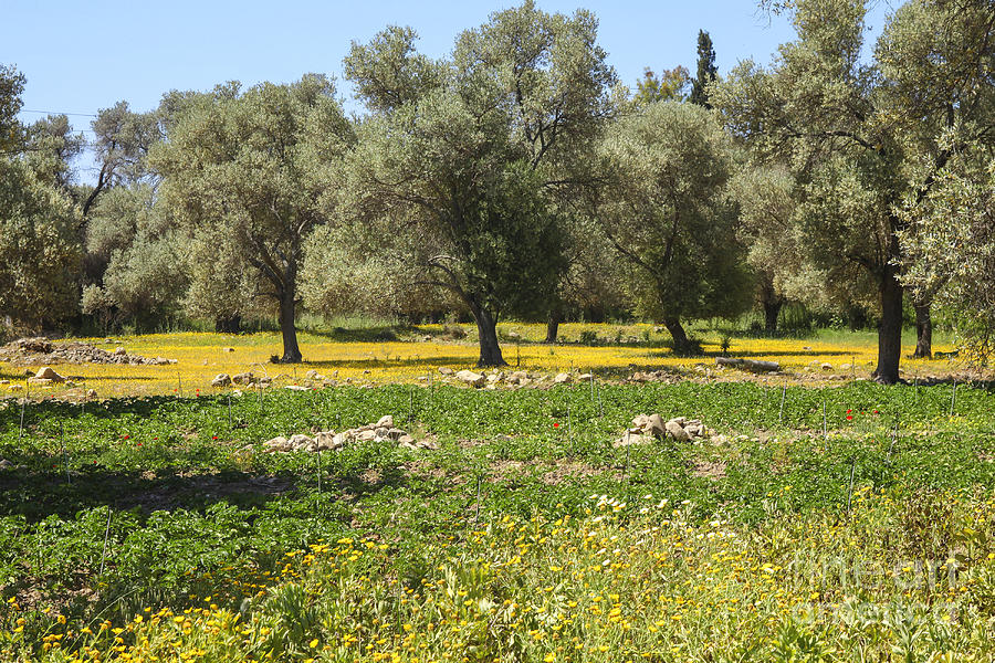 Olive grove in Crete Photograph by Patricia Hofmeester