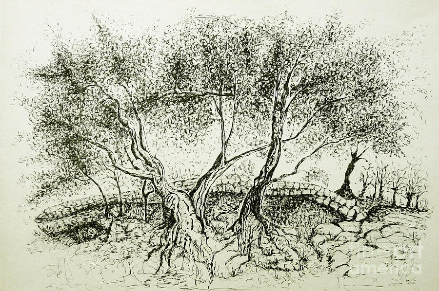 Olive Grove Drawing by Jasna Dragun