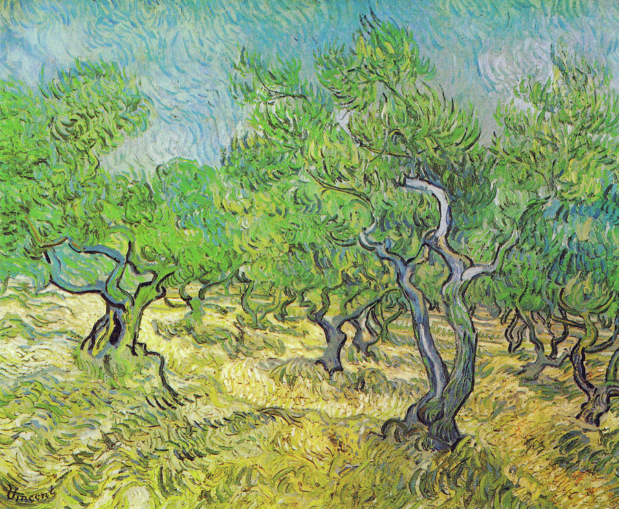 Olive Grove June 1889 Painting by Vincent van Gogh