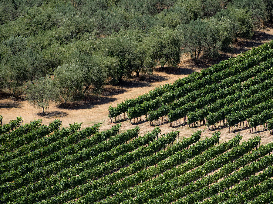 Olive Grove Meets Vineyard Photograph by Gary Karlsen