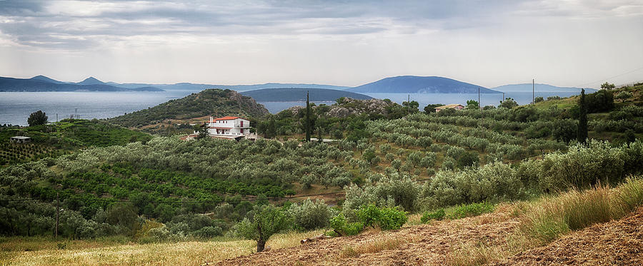 Olive grove panorama Photograph by Shirley Mitchell