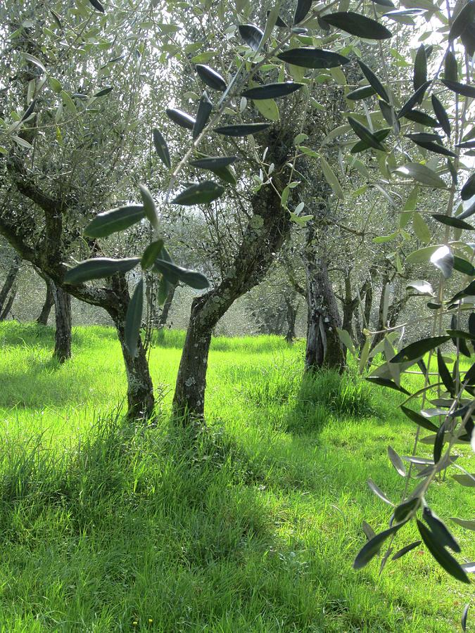 Olive Grove Painting by Simi Berman