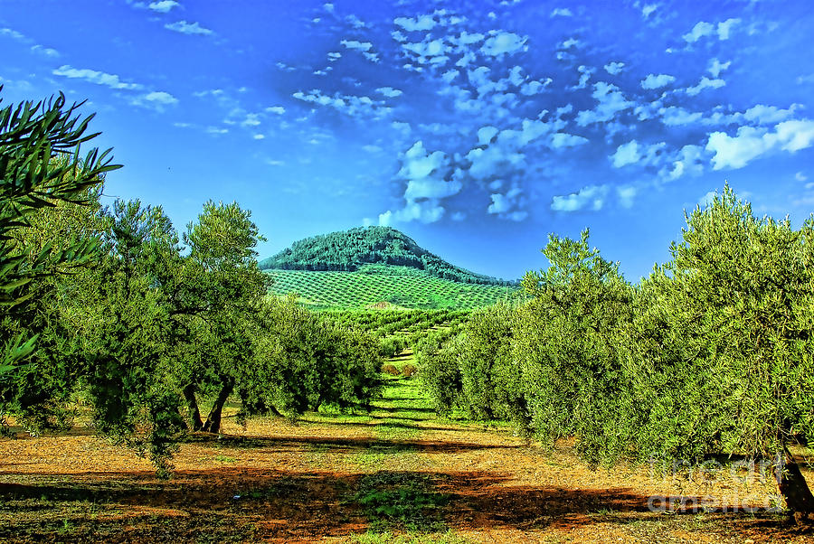 Olive Grove Spain Photograph by Rick Bragan