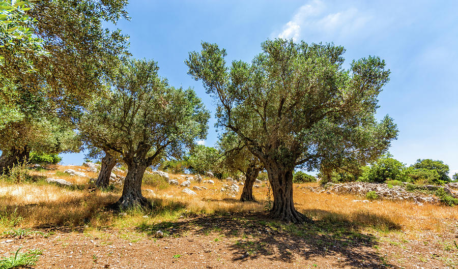 Olive Grove Digital Art by Tsafreer Bernstein - Fine Art America