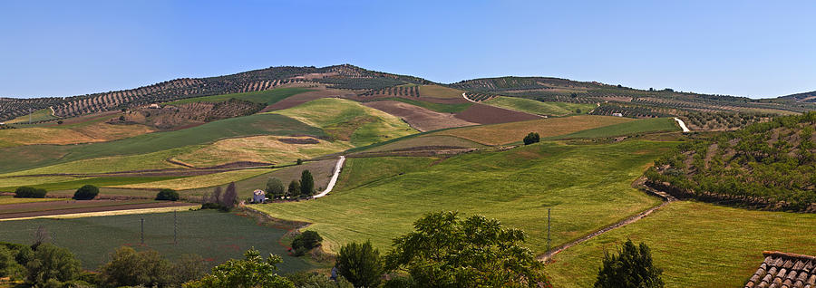 Tree Photograph - Olive Groves, Malaga Province by Panoramic Images