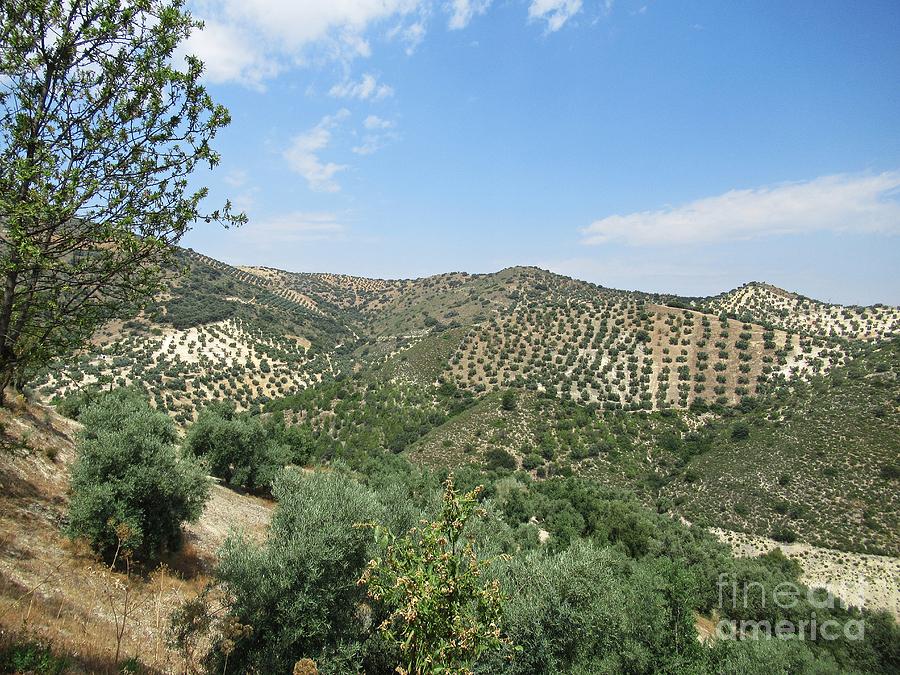 Olive groves near Iznajar Photograph by Chani Demuijlder