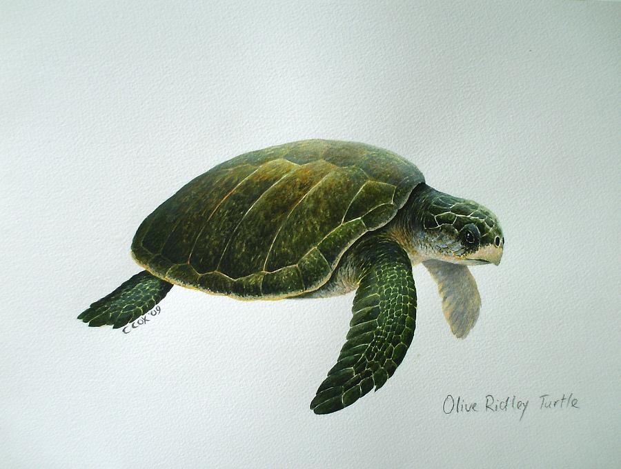 Olive ridley