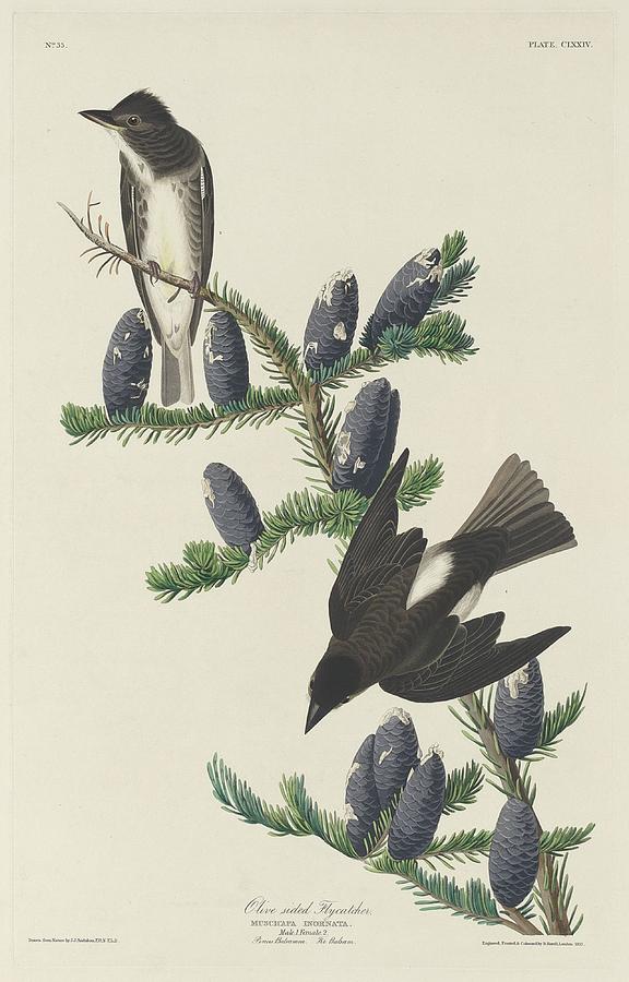 John James Audubon Drawing - Olive-Sided Flycatcher by Dreyer Wildlife Print Collections 
