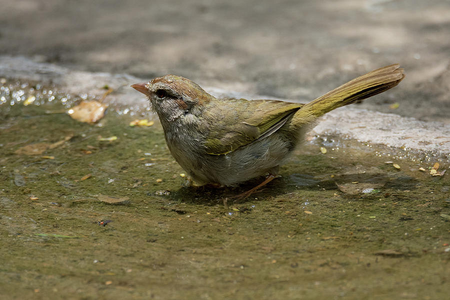 Olive Sparrow Profile Photograph by Debra Martz