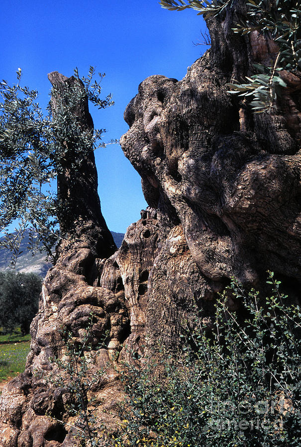 Olive Tree 2000 Years Old Photograph by Thomas R Fletcher