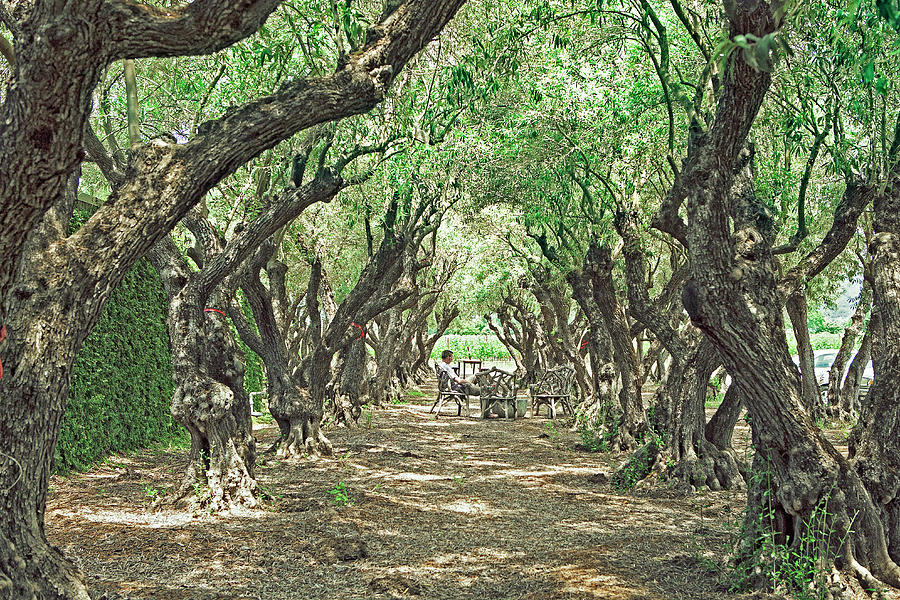 Olive Tree Alley Photograph