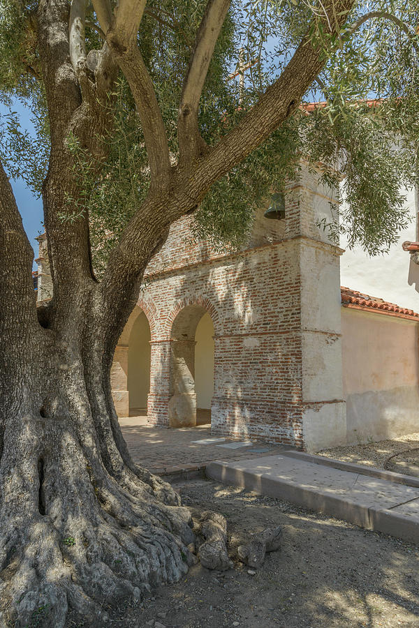 Mission San Antonio De Padua Photograph - Olive Tree and Mission by Alexander Kunz