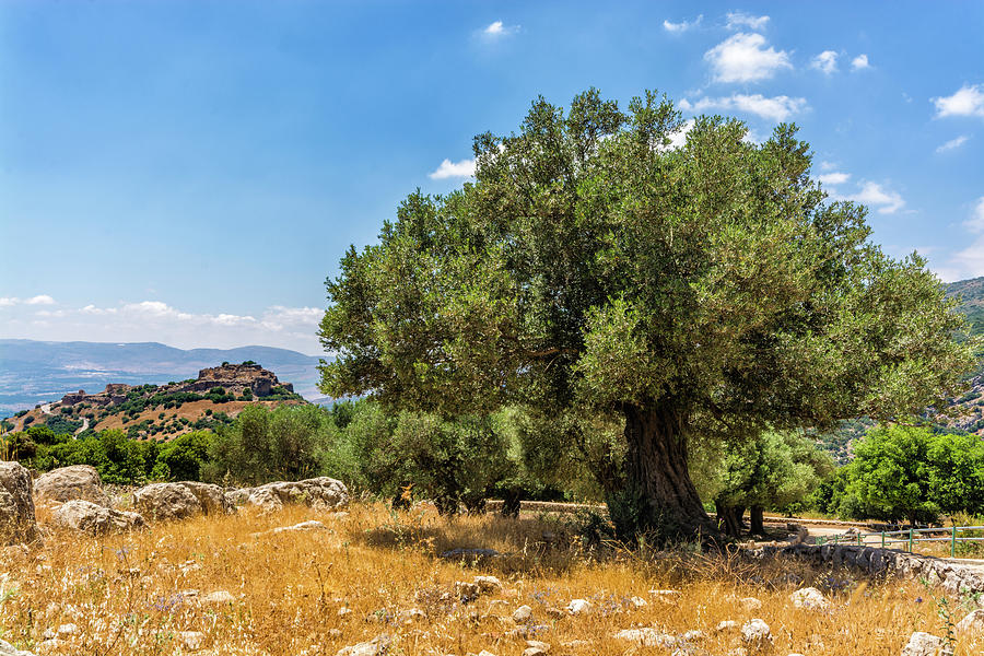 Olive tree and Nimrod Fortress Digital Art by Tsafreer Bernstein - Fine ...