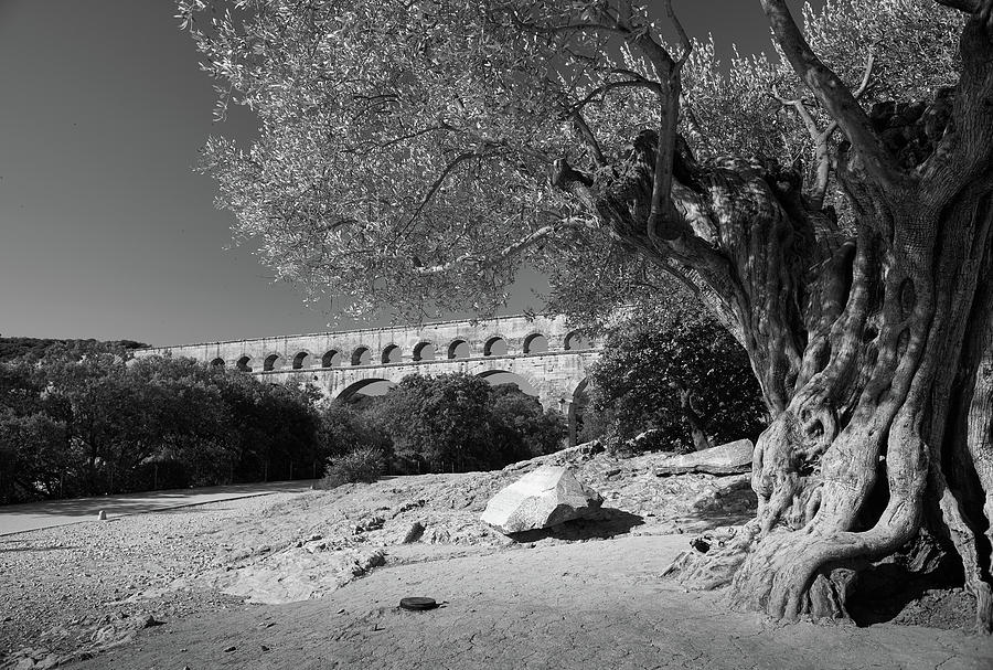 Olive Tree and Pont du Gard, France by Richard Goodrich Olive Tree and Pont du Gard, France by Richard Goodrich