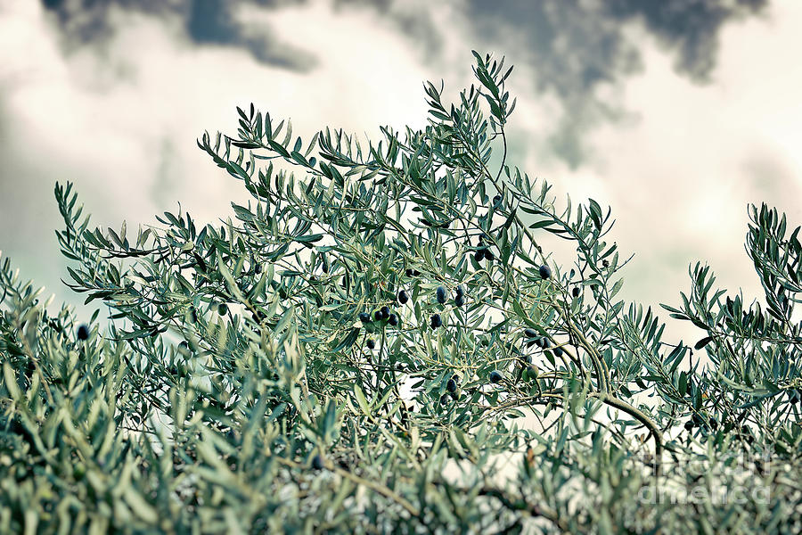Olive tree Photograph by Anna Om