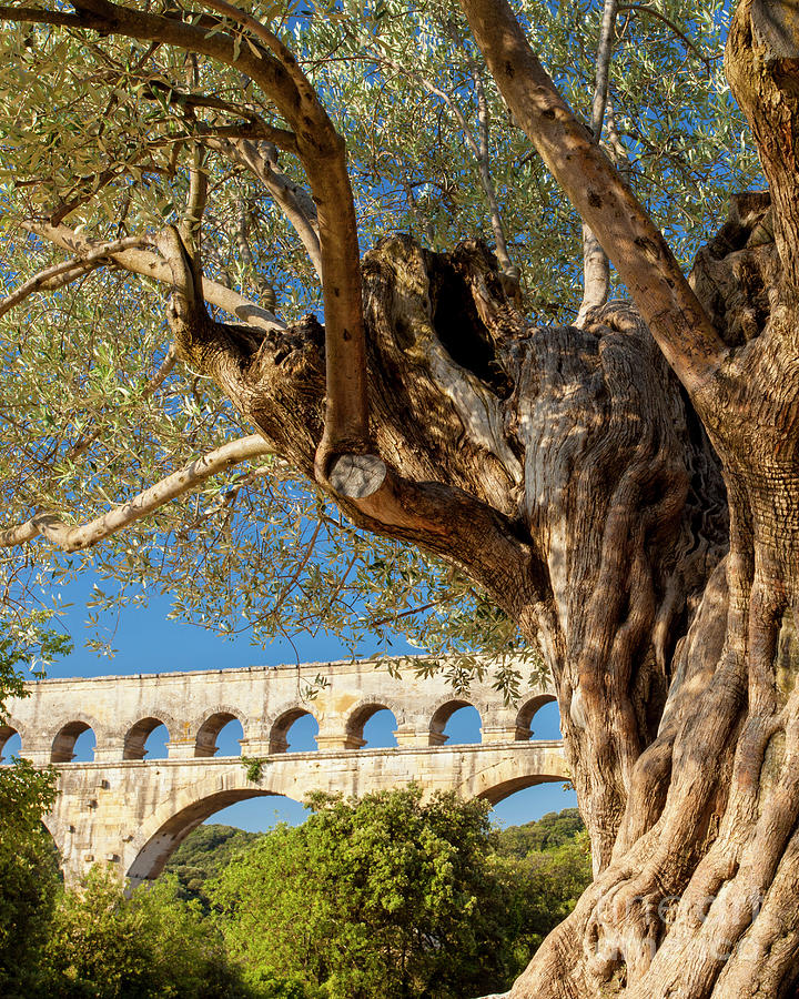 Olive Tree at Pont du Gard Photograph by Brian Jannsen