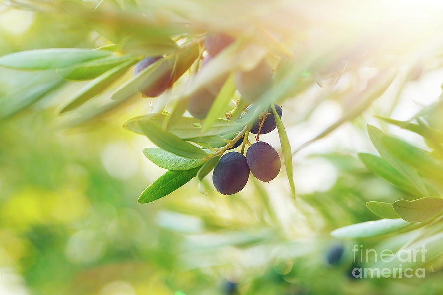 Olive tree background Photograph by Anna Om