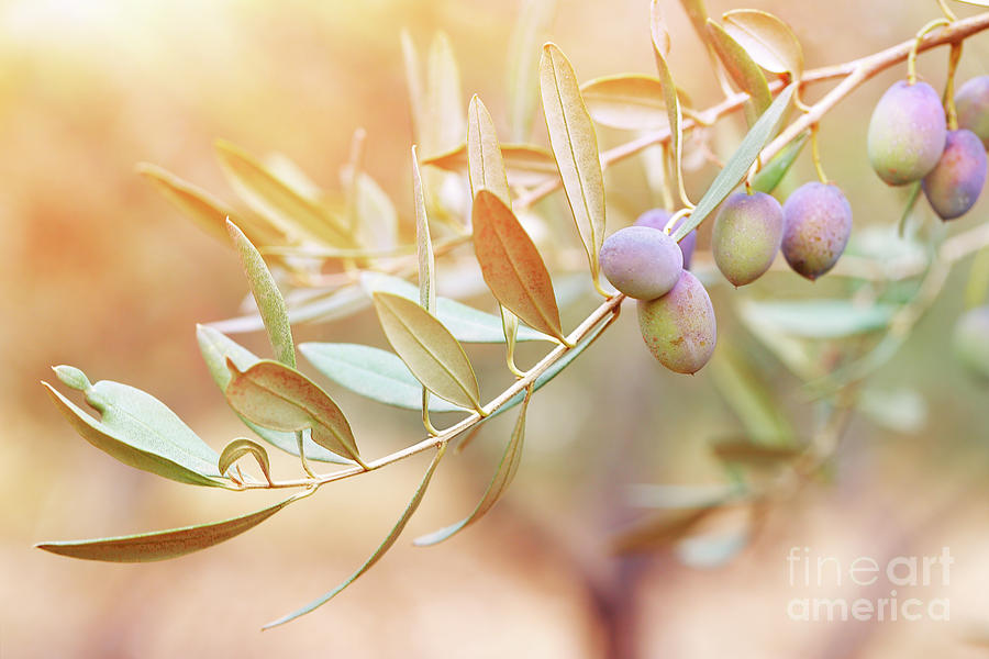 Olive tree branch Photograph by Anna Om