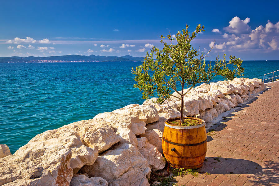 Olive tree in barrel by the sea Photograph by Brch Photography