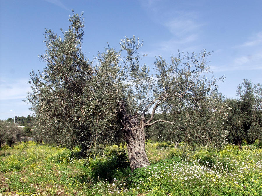 Olive tree in galile 2 Photograph by Arik Baltinester