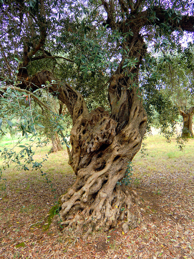 Summer Photograph - Olive Tree by Mindy Newman