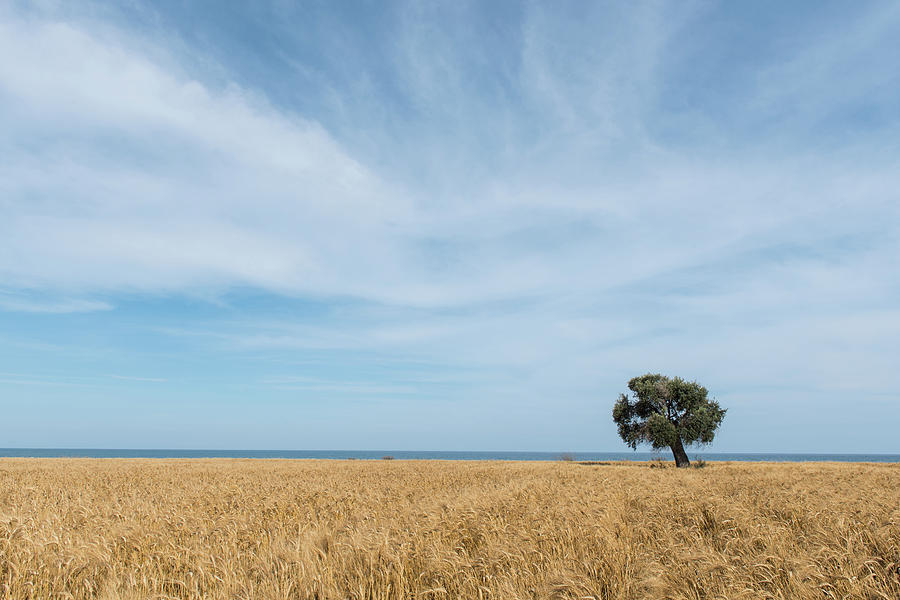 Olive tree on the wheat field  Photograph by Michalakis Ppalis