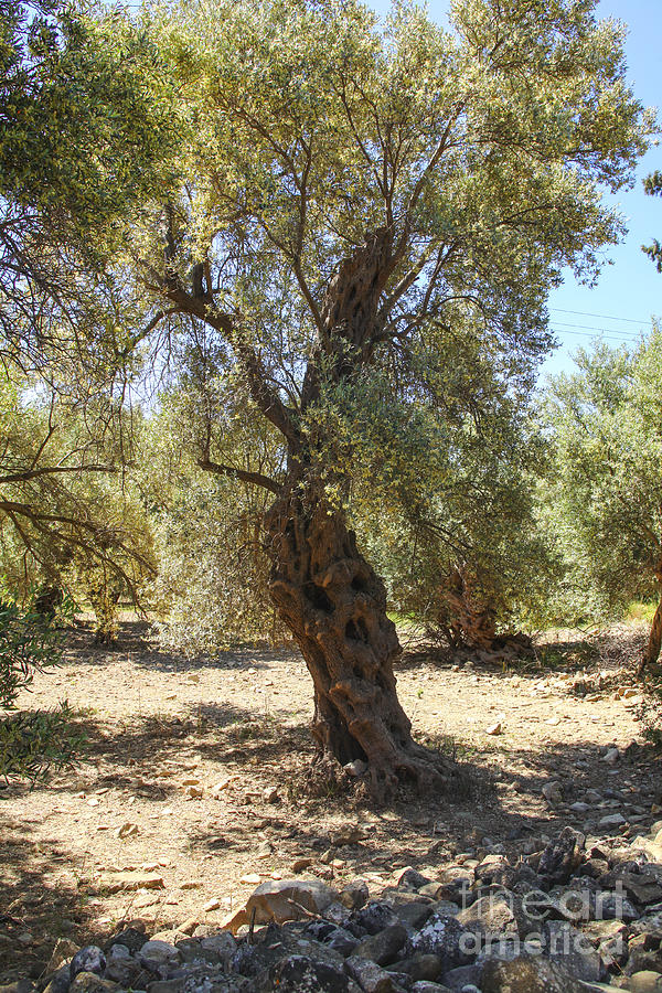 Olive tree Photograph by Patricia Hofmeester
