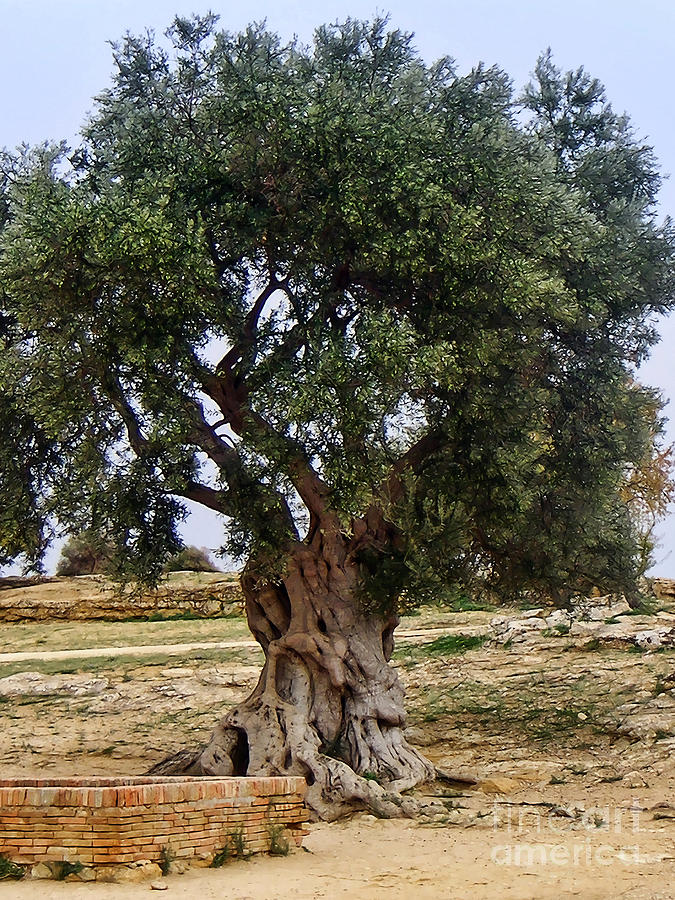 Tree Photograph - Olive Tree Sicily by Lutz Baar