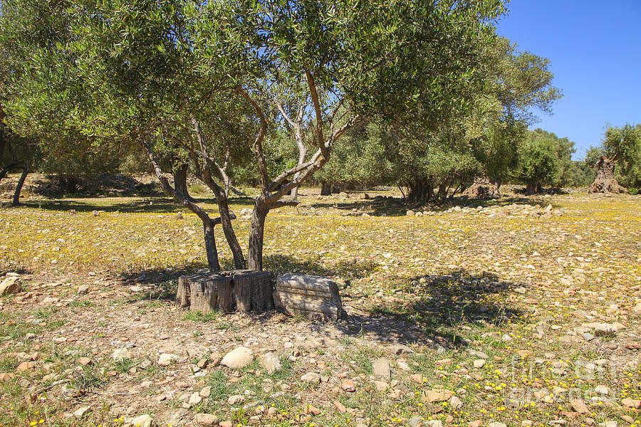 Olive trees and old parts of ruins on a Greek olive grove Photograph by Patricia Hofmeester