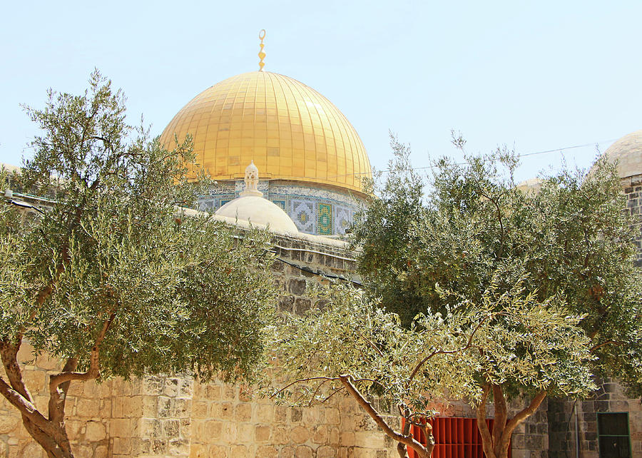 Olive Trees at Al Aqsa Photograph by Munir Alawi