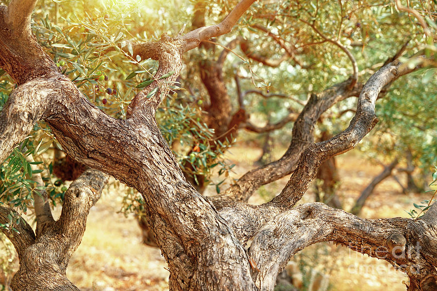 Olive trees garden Photograph by Anna Om