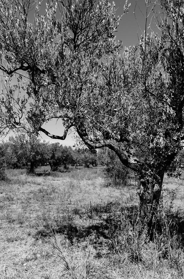 Olive trees in Italy  Photograph by AM FineArtPrints