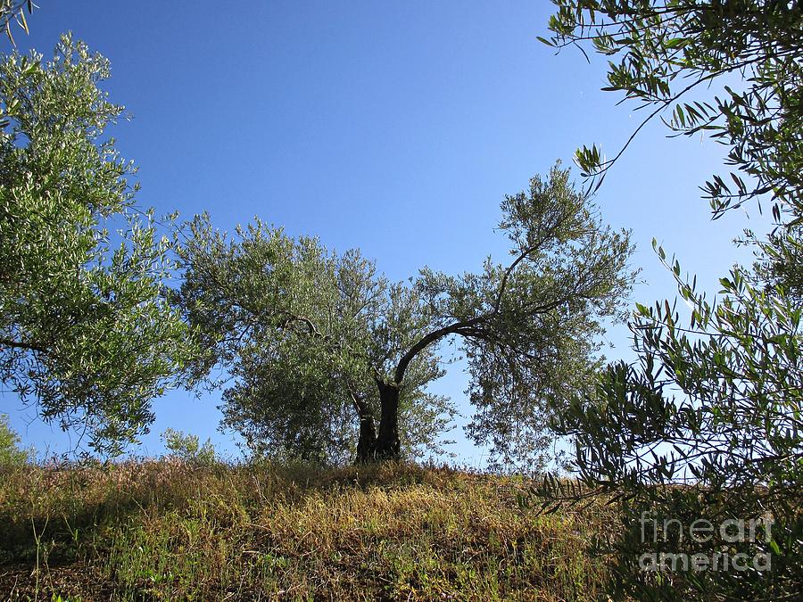 Olive trees near Olvera Photograph by Chani Demuijlder