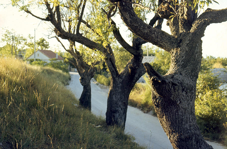 Olive Trees in Provence Photograph by Erik Falkensteen