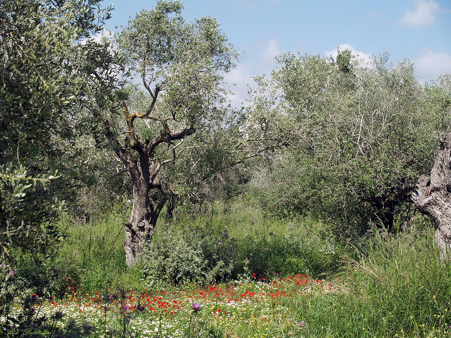 Olive trees in the galile Photograph by Arik Baltinester