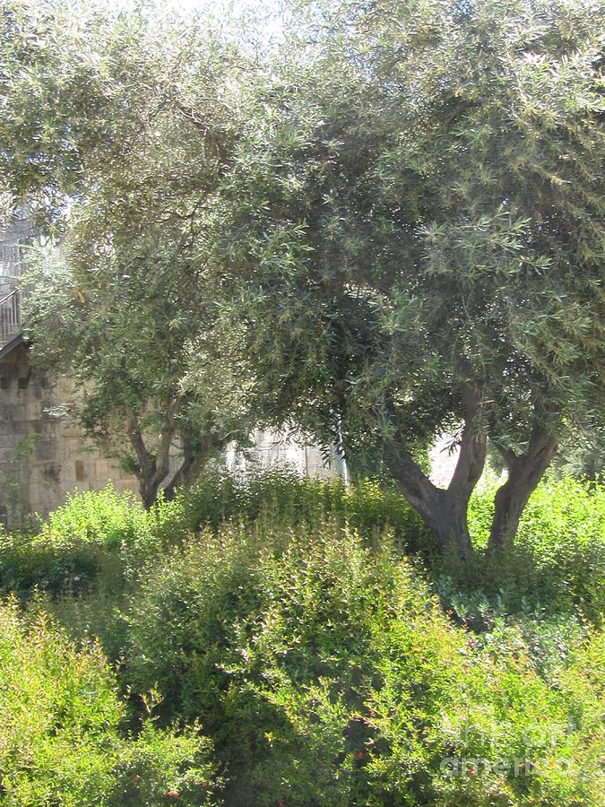 Olive Trees Israel Photograph by Donna L Munro