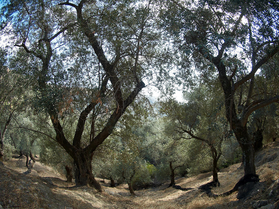 Olive trees Photograph by Jouko Lehto
