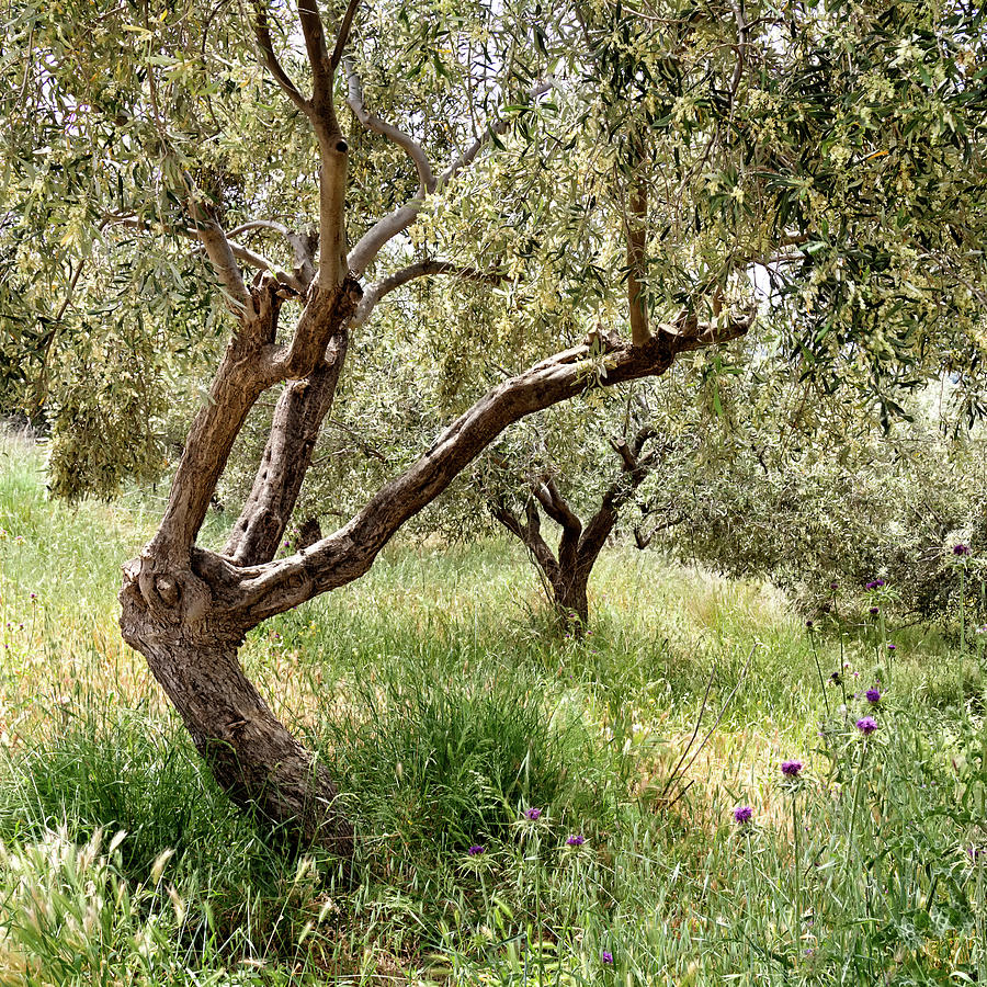 Olive trees Photograph by Shirley Mitchell