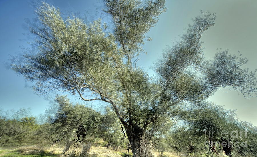 Olive Trees Photograph by Vladi Alon